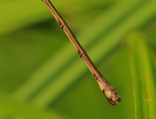 Lestes rectangularis (Slender Spreadwing) - female